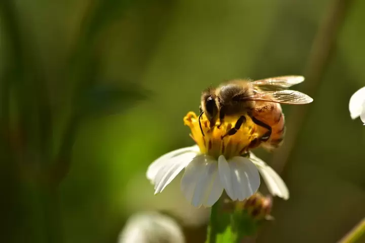 Zdjęcie: Komunikat dotyczący ochrony pszczół i innych ...